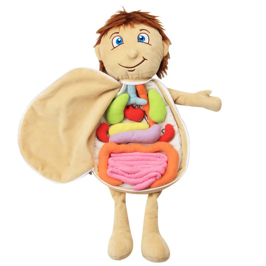 Body Explorer - Anatomical Internal Organs Awareness Toy